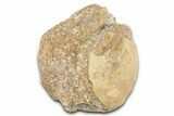 Fossil Mosasaur (Platecarpus) Vertebra - Kansas #382049-1
